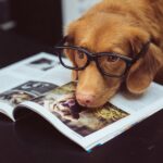 How to Choose the Right Pet for Your Lifestyle | Ultimate Guide