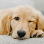 Understanding and Managing Your Dog’s Separation Anxiety: A Comprehensive Guide