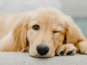 Understanding and Managing Your Dog’s Separation Anxiety: A Comprehensive Guide