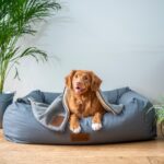 best-pet-friendly-plants-for-your-home-safe-choices-cats-dogs