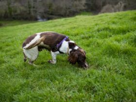 38 Poisonous Plants for Dogs Risks and What to Do If Ingested