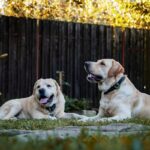 How to Create a Pet-Friendly Garden: Safe Plants for Dogs and Cats