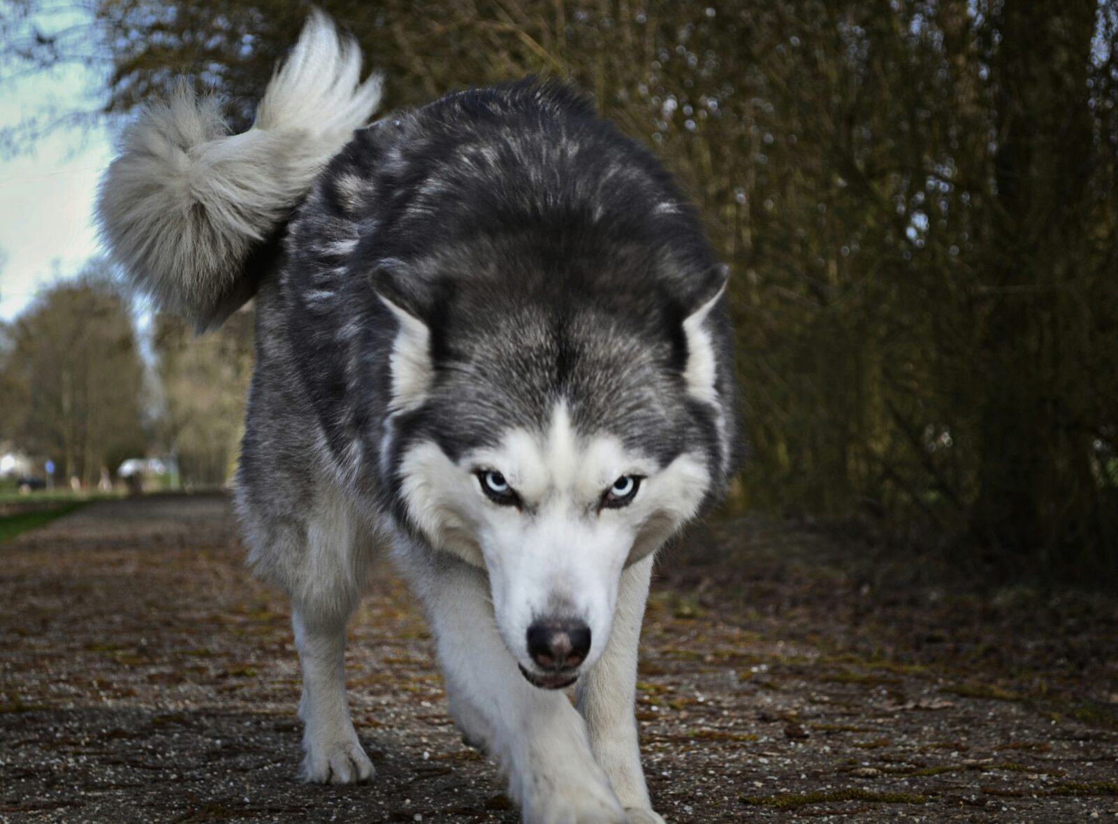 Understanding Your Dog’s Bark: What Different Barks Mean