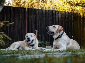 How to Create a Pet-Friendly Garden: Safe Plants for Dogs and Cats