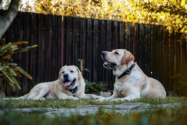 How to Create a Pet-Friendly Garden: Safe Plants for Dogs and Cats