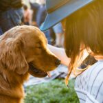 How to Train Your Pet Using Positive Reinforcement: A Complete Guide