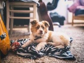 Preparing Your Pet for a New Baby: Tips for a Smooth Transition | Pet Care Guide