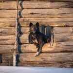 Adventures in the Doghouse Fun and Function of Dog Houses