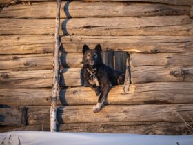 Adventures in the Doghouse Fun and Function of Dog Houses