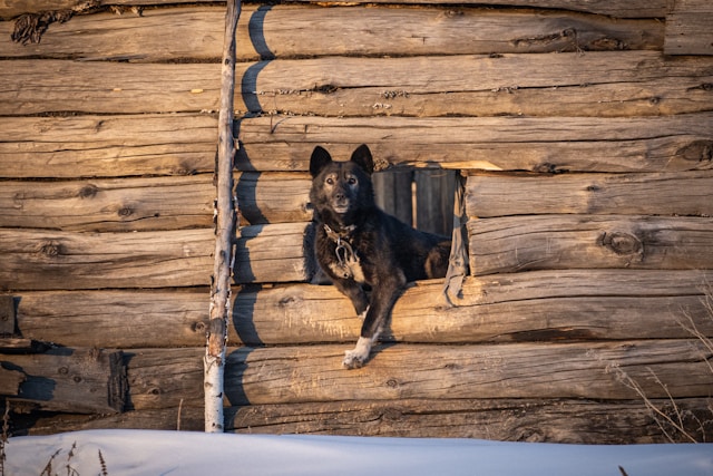 Adventures in the Doghouse Fun and Function of Dog Houses