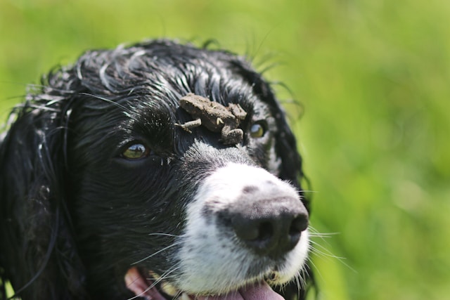 Are Frogs and Toads Poisonous to Dogs A Comprehensive Guide