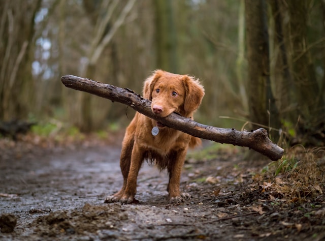 Can Dogs Get Poison Ivy, Oak, or Sumac