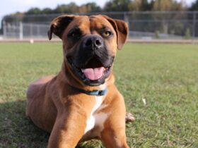 Canine Chronicles Tales from the Dog Park