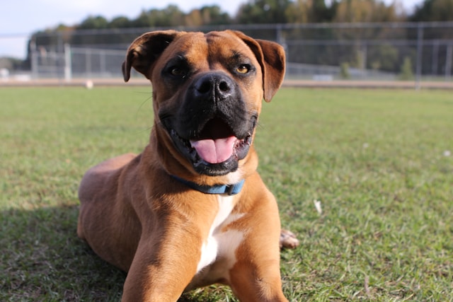 Canine Chronicles Tales from the Dog Park