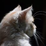 Dealing with Cat Hairballs Prevention and Treatment Strategies