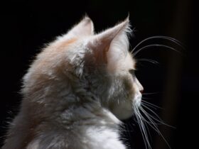 Dealing with Cat Hairballs Prevention and Treatment Strategies