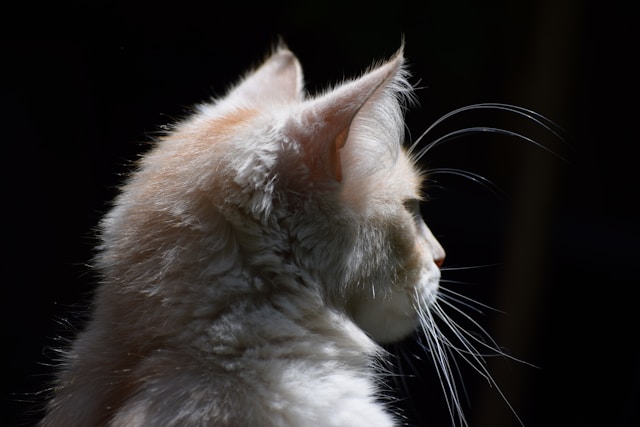 Dealing with Cat Hairballs Prevention and Treatment Strategies