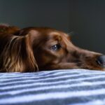 Understanding-Dog-Poisoning-Toxin