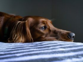 Understanding-Dog-Poisoning-Toxin