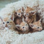 Exploring the Different Types of Cat Litter and Their Benefits A Comprehensive Guide