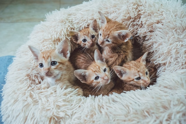 Exploring the Different Types of Cat Litter and Their Benefits A Comprehensive Guide