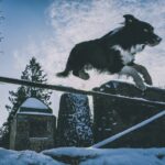 How to Protect Your Dog’s Paws in Winter: Snow, Ice, and Salt Tips