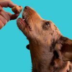 Pet Nutrition 101: How to Feed Your Pet for Optimal Health