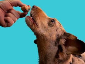 Pet Nutrition 101: How to Feed Your Pet for Optimal Health