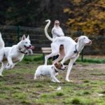 How Dogs Communicate with Other Animals Beyond Barking