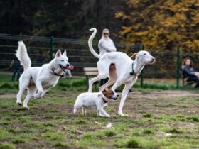 How Dogs Communicate with Other Animals Beyond Barking