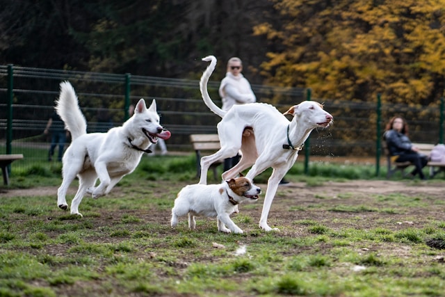 How Dogs Communicate with Other Animals Beyond Barking