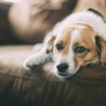 How Dogs Experience Grief Helping Your Pet Through Loss