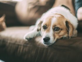 How Dogs Experience Grief Helping Your Pet Through Loss