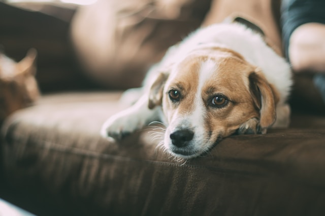 How Dogs Experience Grief Helping Your Pet Through Loss