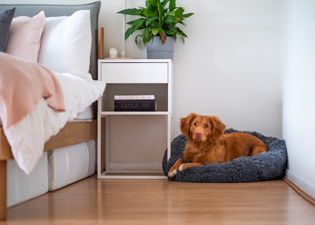 How to Choose the Right Dog Bed for Your Pet’s Comfort A Comprehensive Guide