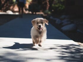 Lab Dog Prices in India