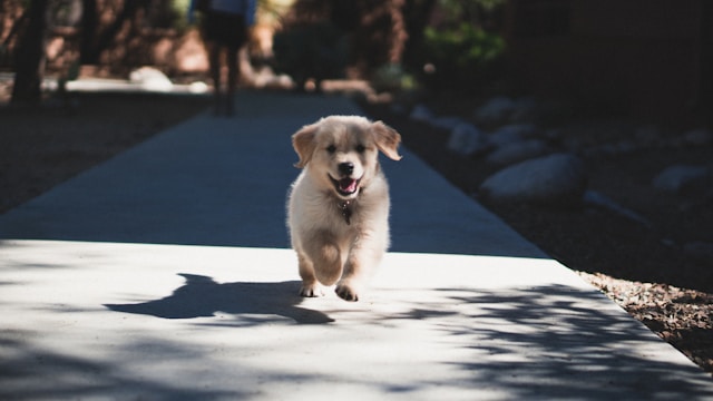 Lab Dog Prices in India