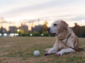 Labrador Retrievers