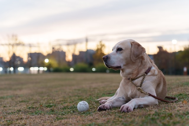 Labrador Retrievers