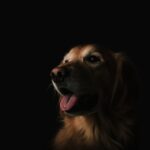 The Art of Canine Photography Capturing the Best Moments