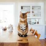 The Benefits of Clicker Training for Cats and How to Start A Complete Guide