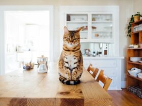 The Benefits of Clicker Training for Cats and How to Start A Complete Guide