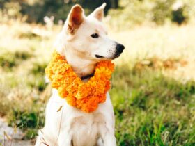 The Cultural Significance of Dogs Around the World Traditions