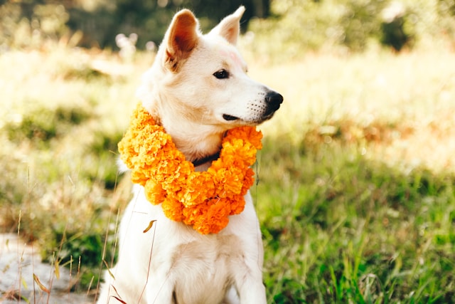 The Cultural Significance of Dogs Around the World Traditions