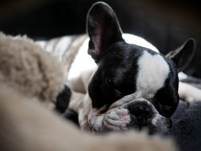 The Mystery of Your Dog’s Dreams Insights into Sleep Behavior