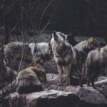 The Pack Leader Lessons from Canine Social Structure