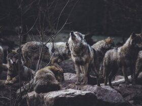 The Pack Leader Lessons from Canine Social Structure