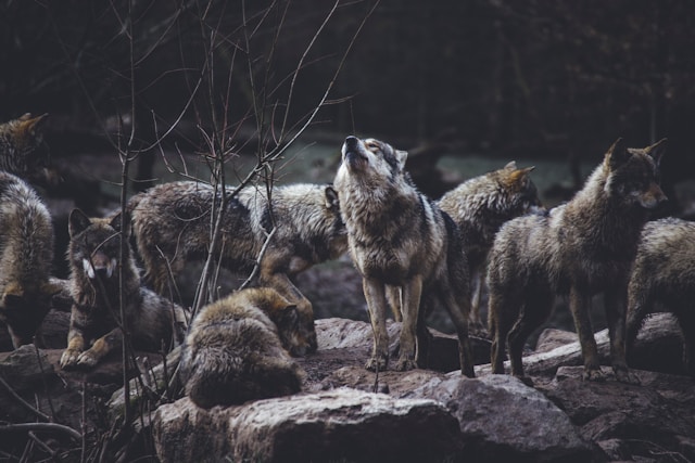 The Pack Leader Lessons from Canine Social Structure