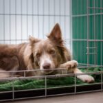 The Pros and Cons of Crate Training for Dogs and Cats: What You Need to Know