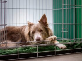 The Pros and Cons of Crate Training for Dogs and Cats: What You Need to Know